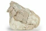 Bargain, Fossil Oreodont (Eporeodon) Skull - South Dakota #249266-1